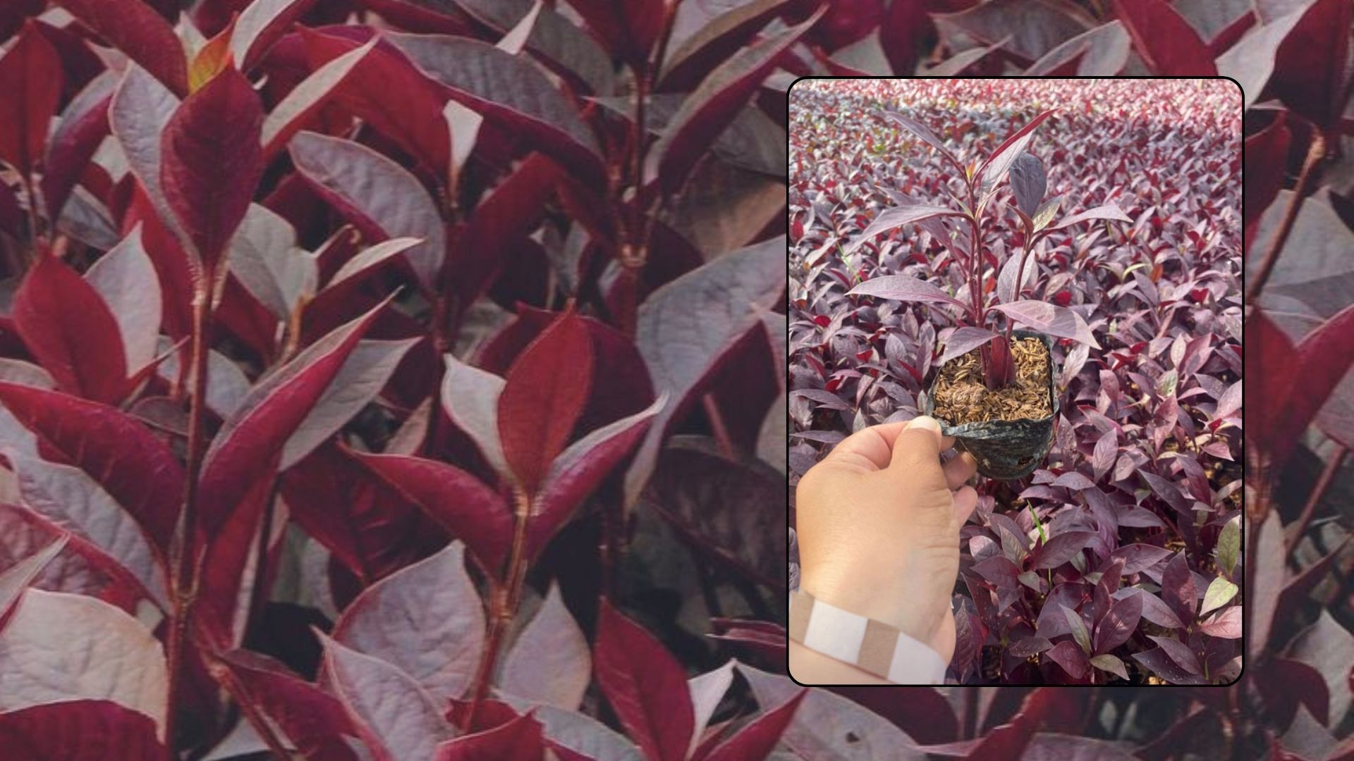 Đặc Điểm và Phân Loại Cây Mắt Nai